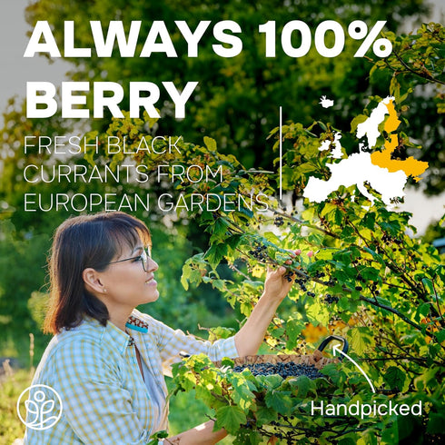 5 Jungle Powders Black Currant Powder Ounce Bag - Natural Freeze Dried Black Currants for Recovery - Dehydrated Fruit