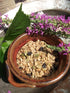10 oz Maple Nut Kitchen Lavender Blueberry Granola | Low Sugar, Gluten-Free Granola with Oats, Almonds & Real