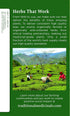 (Pack 3) 48 Traditional Medicinals Organic Ginger & Chamomile Herbal Tea, Relieves Occasional Indigestion or Nausea