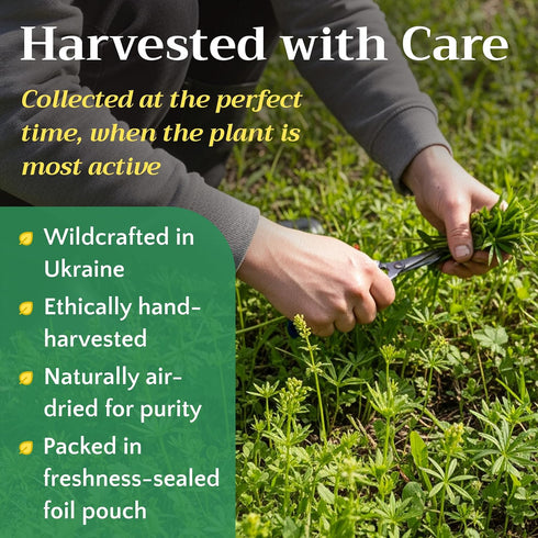 1lb (16 oz) Cleavers Herb Tea (Galium Aparine) - Dried Cut & Sifted Cleaver Herbs - Fresh Herbal Loose Leaf Teas, Bulk