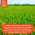 2.8 oz (Pack 10) Lotus Foods Bulk Organic Rice Ramen with Miso Soup Variety Bundle - Jade Pearl, Millet & Brown Rice