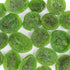 Smarty Stop 5 (Pack 1)) Dried Fruits Great Healthy Snack (Dried Kiwi, Pound