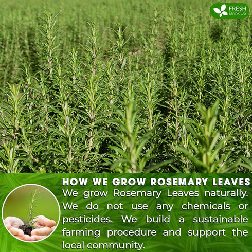 100 100% FRESHDRINKUS, Premium Rosemary Leaf Tea Bags, Natural and Pure Rosemary Dried Leaves, Pure Rosemary Herbal
