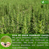 100 100% FRESHDRINKUS, Premium Rosemary Leaf Tea Bags, Natural and Pure Rosemary Dried Leaves, Pure Rosemary Herbal