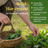 1lb (16oz) Dried Plantain Leaf Herb for Tea - Plantago Major Leaves - Hojas de Llanten Hierba - Cut & Sifted Natural