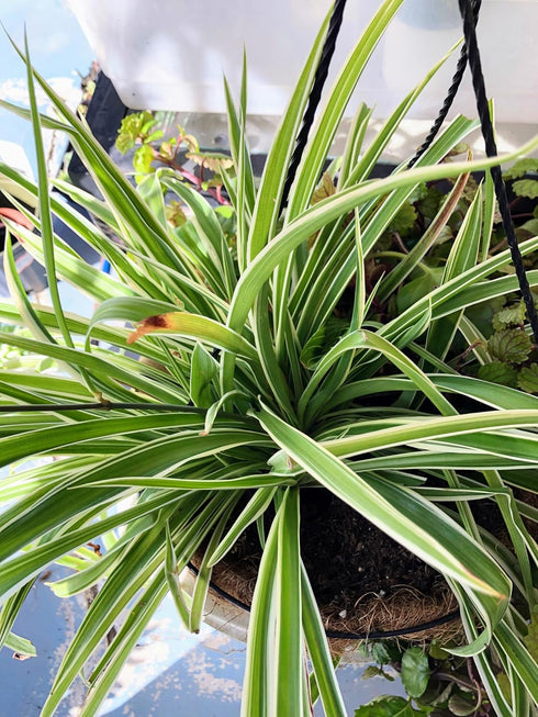 10-12" 2 Blissful Rooted Varigated Spider Plant Houseplant Fountain Lile Shape Easy Grow, Perfect for Home Decor
