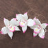 3 Count Global Sugar Art Brassavolaelio Orchid Sugar Cake Flowers, White with Pink, by Chef Alan Tetreault