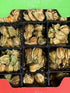 3 (Pack 3) Kejora Fresh Golden Berries/Cape Gooseberries Ounce