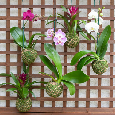 19 Better-GRO Hanging Kokedama with Phalaenopsis Orchid Indoor/Outdoor Planter- Pink