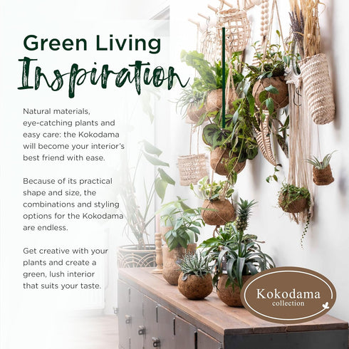 17 Better-GRO Hanging Kokodama with Birds Nest Fern - Biodegradable, Natural Planter for Indoor/Outdoor Spaces