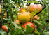 1 Food to Live Organic Apple Juice Powder, Pound - Non-GMO, Unsulfured, Raw, Vegan, Bulk, Great for Juices, Smoothies