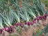 (2,000 Red Burgundy Onion Seed ) Organic Long Day Onion-plant Spring-fall !