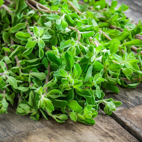 GranAroma Ground Marjoram, 4.8 oz, Savory Seasoning for French & Italian Cuisine