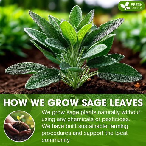8oz FreshDrinkUS, Sage Leaf Powder Premium Culinary Herb, Pure Ground Sage Leaves for Cooking, Baking & Herbal