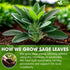 4oz FreshDrinkUS, Sage Leaf Powder Premium Culinary Herb, Pure Ground Sage Leaves for Cooking, Baking & Herbal