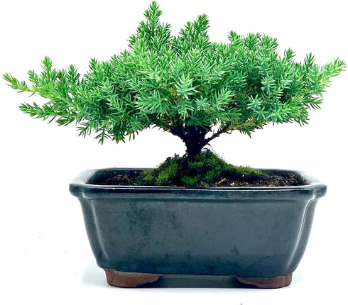 Generic Live Dwarf Juniper Bonsai Tree | Indoor/Outdoor | 100% Handcrafted| Home and