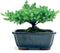 Generic Live Dwarf Juniper Bonsai Tree | Indoor/Outdoor | 100% Handcrafted| Home and