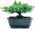 Generic Live Dwarf Juniper Bonsai Tree | Indoor/Outdoor | 100% Handcrafted| Home and