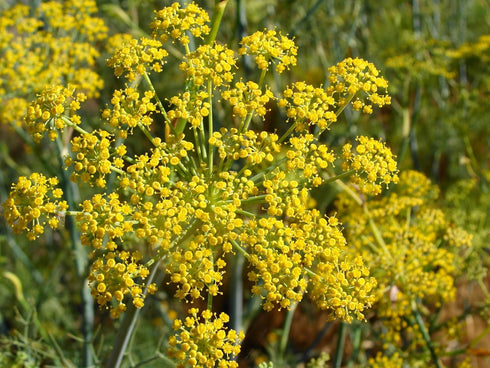 Pollen Ranch's Organic Fennel Pollen Spice, 0.5 oz Tin, Perfect for Cooking and Seasoning