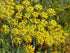 Pollen Ranch's Organic Fennel Pollen Spice, 0.5 oz Tin, Perfect for Cooking and Seasoning