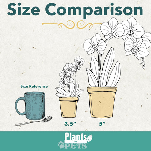 3.5" 16" Premium White Live Orchid Plant Blooming in Blue & White Orchid Pot, Live Plants, Houseplant Gifts, Approx.