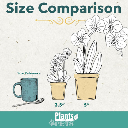 3.5" 16" Premium Yellow Live Orchid Plant Blooming in Blue & White Orchid Pot, Live Plants, Houseplant Gifts, Approx.
