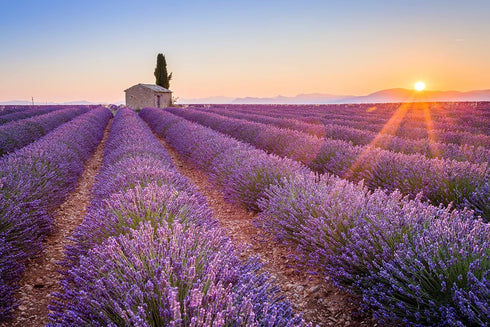 100% 100% Albanian 4oz Organic Lavender Tea | Certified Organic | Food Grade Dried Lavender Flowers | Perfect for Tea