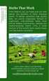 (Pack 1) 16 Traditional Medicinals Organic Ginger & Chamomile Herbal Tea, Relieves Occasional Indigestion or Nausea