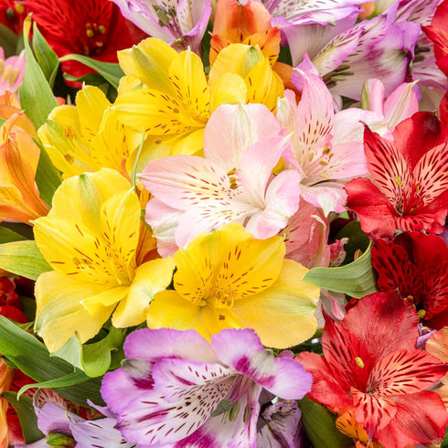 (20 Benchmark Bouquets Alstroemeria Bouquet Fresh Flowers for Delivery Long Lasting Peruvian Lily Flowers for Mom