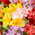 (20 Benchmark Bouquets Alstroemeria Bouquet Fresh Flowers for Delivery Long Lasting Peruvian Lily Flowers for Mom