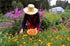 Calendula Petals – Pure Dried Marigold Flower Petals – Vegan, Gluten Free, Non-GMO, No Sugar Added - 0.35oz / 10g