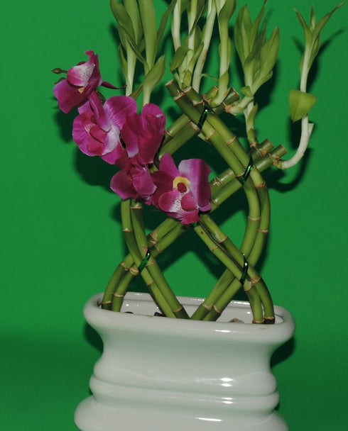 JM BAMBOO Lucky Bamboo 8 STALKS of 10-11 in Fence W/ 4 in VASE