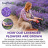 80 100% LeafLea Premium Lavender Tea Bags, Natural & Pure from Lavender Flowers, Nighttime Comfort & Digestive Support