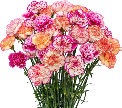 FlowerPrime 50 BiColor Carnations - Fresh Natural Cut Flowers Multiple Colors