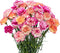 FlowerPrime 50 BiColor Carnations - Fresh Natural Cut Flowers Multiple Colors