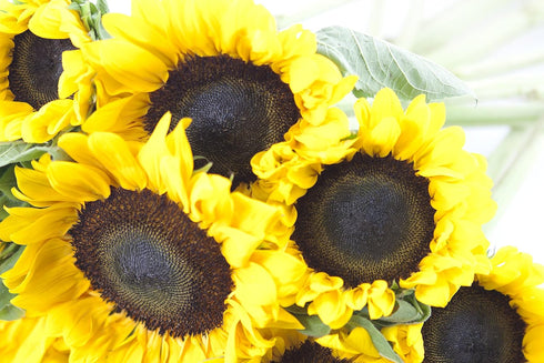 10 KaBloom PRIME NEXT DAY DELIVERY - Fall Collection - Happy Days Sunflowers.Gift for Birthday, Sympathy, Anniversary