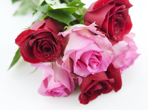 Stemmed Dozen) KaBloom - Bouquet of Long Red and Pink Roses (Half - Fresh Flowers for Birthday, Valentine's & Mother's