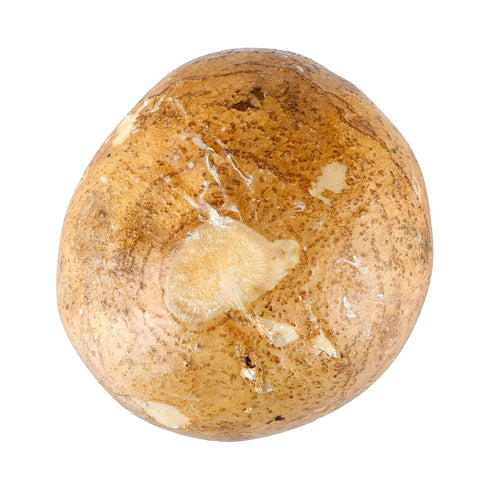 Bristol Farms 1 Count , Jicama