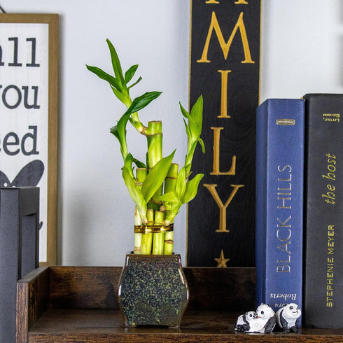 5 NW Wholesaler - Indoor Live Lucky Bamboo Stalk Potted Houseplant in Ceramic Brown Speckled Vase, Lucky Plant, Low