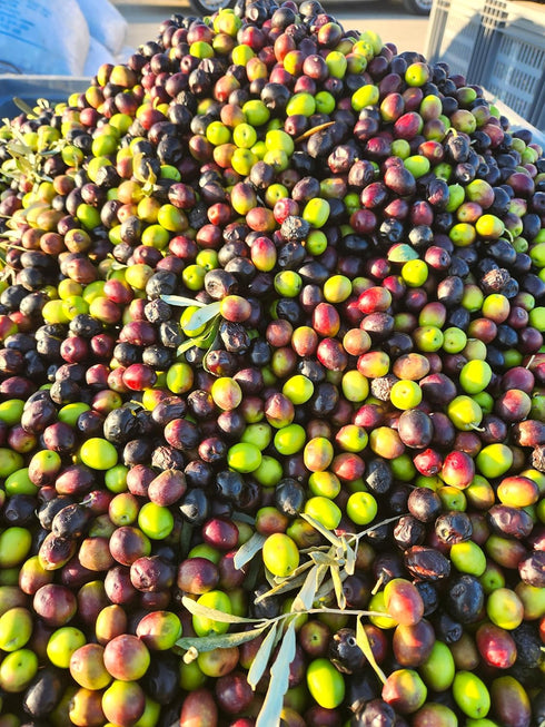 1 33.81 Cold Pressed Virgin Olive Oil L - Fluid Ounce, Antique Ephesus, Mediterranean Region of Ayvalik Turkey