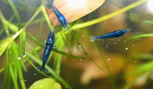 10 Live Neocaridina Blue Dream Shrimp - Stunning Blue Color - Juvenile Blue Dream Shrimp - Freshwater Aquarium Shrimp