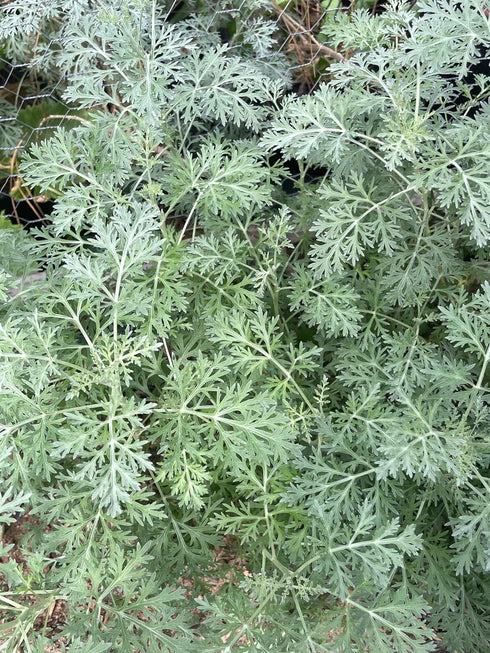 1.0 oz, RAGARDEN Wormwood dried herb, Artemisia absinthium, Non-irradiated, Non-GMO, Naturally Grown in USA.