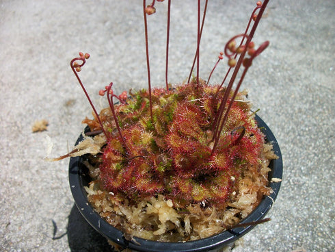 JoelsCarnivorousPlants Carnivorous Spoon Leaf Sundew Drosera Spathulata Plant 3 inch pot