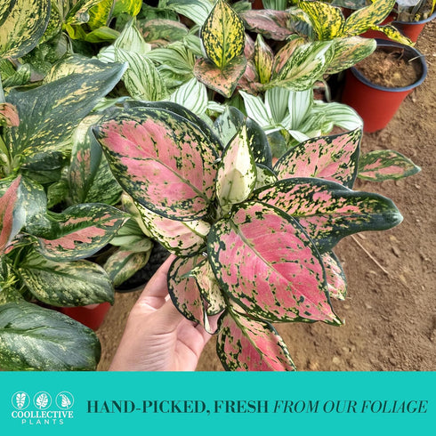 4" CoollectivePlants Aglaonema Katrina | Live Indoor Chinese Evergreen Plant in Pot, Easy Care, Low Maintenance, Green