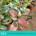 4" CoollectivePlants Aglaonema Katrina | Live Indoor Chinese Evergreen Plant in Pot, Easy Care, Low Maintenance, Green