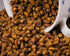 Immunity, 4 Organic Sea Buckthorn Berry Sea Buckthorn Tea, Dried Seaberry, Seabuckthorn Espino Amarillo Rich