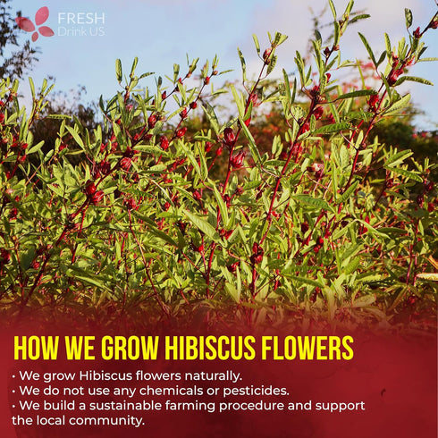 40 100% FreshDrinkUS, Premium Hibiscus Flowers Tea Bags, Natural, Pure from Hibiscus Flowers. Loose Flower Herbal Tea.