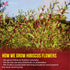 40 100% FreshDrinkUS, Premium Hibiscus Flowers Tea Bags, Natural, Pure from Hibiscus Flowers. Loose Flower Herbal Tea.