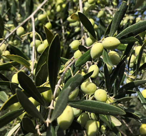 Gypsy Farms 500ml High Mountain Organic EVOO from Little | Extra Virgin Olive Oil from a Single Estate in Greece |