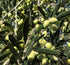 Gypsy Farms 500ml High Mountain Organic EVOO from Little | Extra Virgin Olive Oil from a Single Estate in Greece |